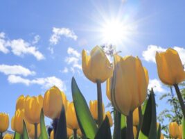 霊視が当たる占い師